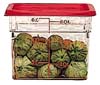 CONTAINER (8-3/8SQ, 6 QT,CLR)